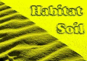 habitat soil yellow