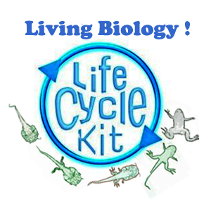 life cycle kit for classrooms