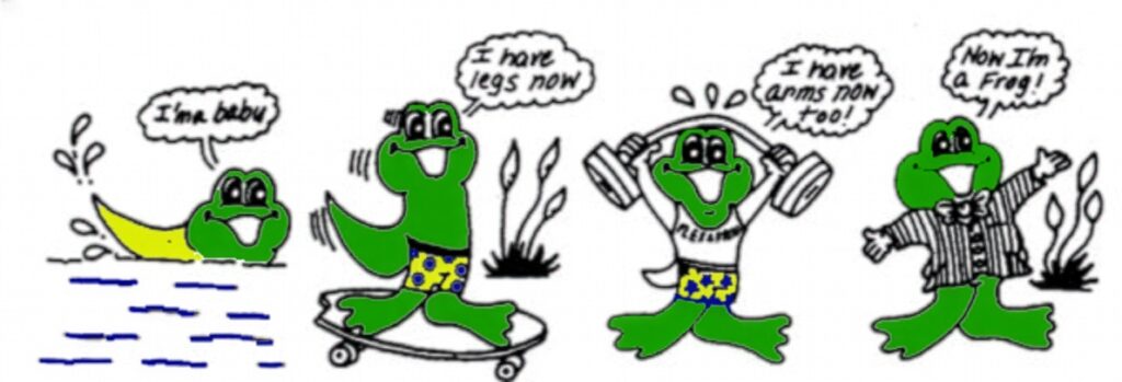 F.A.Q. 16 frog metamorphosis