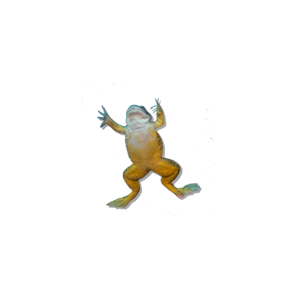 customer frogleta customer frogleta