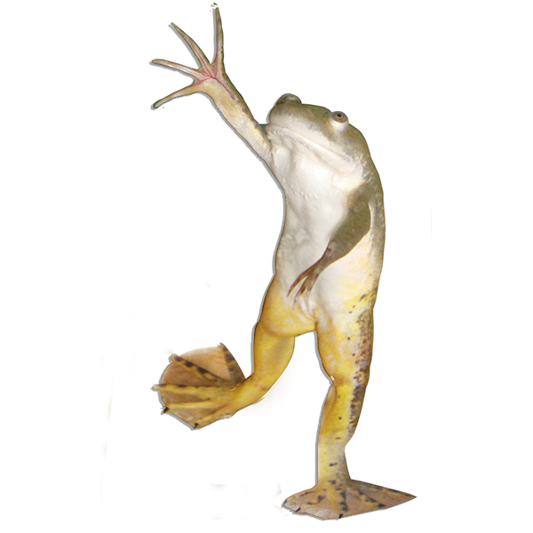 F.A.Q. 35 growafrog adult