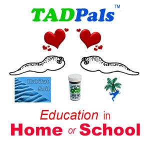 see thru tadpole kit