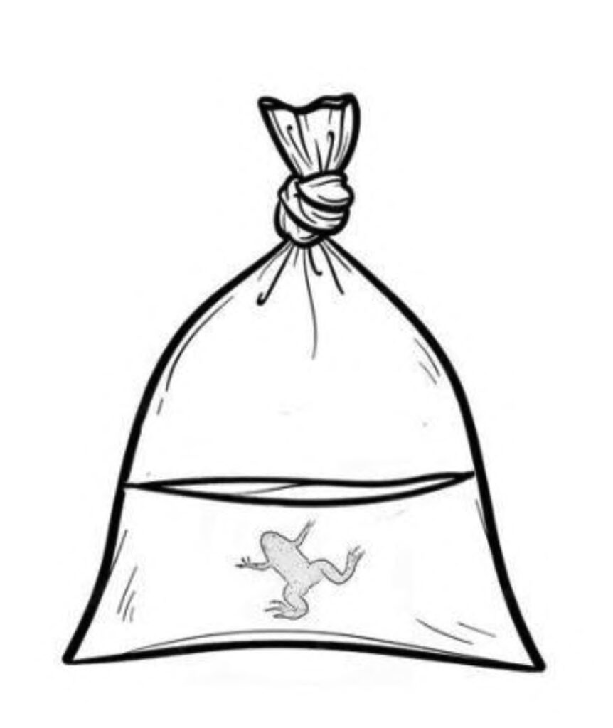 F.A.Q. 22 breathable bag to send my frog back home